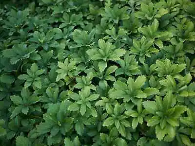 100 Pachysandra Plants Free Shipping SPRING Delivery Get Ahead Of Spring Rush • $45