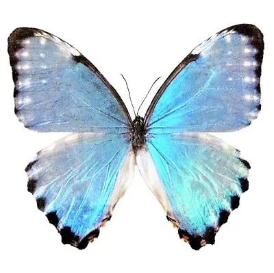 Morpho Portis Blue Butterfly Argentina Unmounted Wings Closed • $22