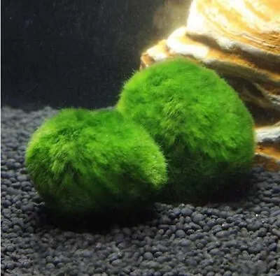 Marimo Decorative Moss Ball For Fish Tank Live Aquarium Plant (2 Pcs) • $15.04