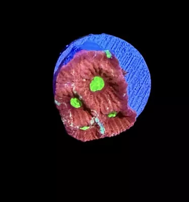 Neon Eye Favia Coral Frag - WYSIWYG Corals - Combined Shipping! • $14.99