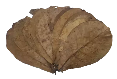 10x Indian Almond Leaves (Giant) • $12.99