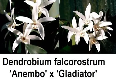 THG Orchid DENDROBIUM Falcorostrum 'Anembo' X 'Gladiator' 40mm Seedling • $10