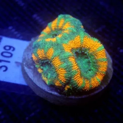 Teal And Orange Acan Coral Frag WYSIWYG IC 3109 - Indigo Corals • $28