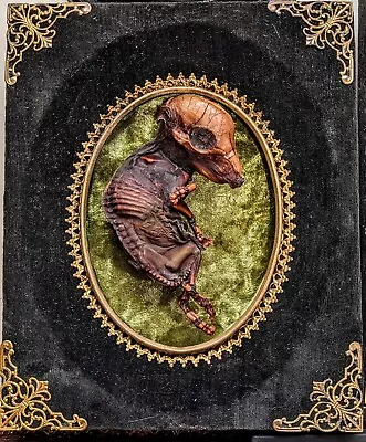 Mummified Piglet Taxidermy Oddities Art In Frames Ooak Dehydrated Fetal Pig • $105