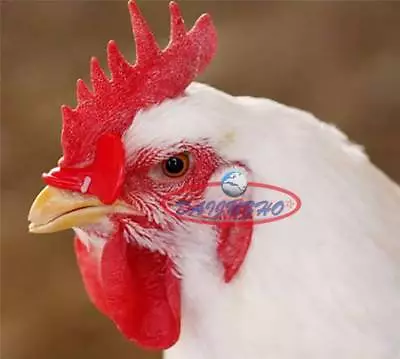 NEW 100PCS Creative Chicken Eyes Glasses Avoid Hen Peck Each Other Chicken Farm • $7.01