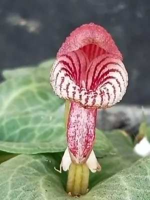 Corybas Fornicatus Miniature Terrestrial Orchid Tuber Helmet Orchid • $22.95