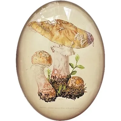 $0.99 • Buy Vintage Mushroom Illustration Cameo Cabochon Art Glass Victorian Botanical Plant