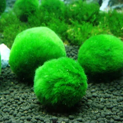Artificial Marimo Moss Balls Aquarium Plant Algae Fish Shrimp Tank Ornament • $6.88