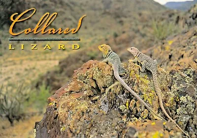 Vintage Animal  Postcard   COLLARED LIZARDS ON ROCKS   UNPOSTED • $3