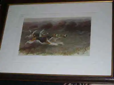 Antique Fox Hound Hunting Dog Picture Maud Earl 1906 • $199