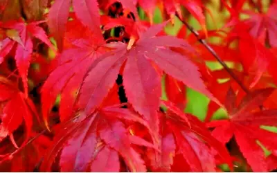 15 OSAKAZUKI JAPANESE MAPLE SEEDS - Acer Palmatum   Osakazuki   • $6