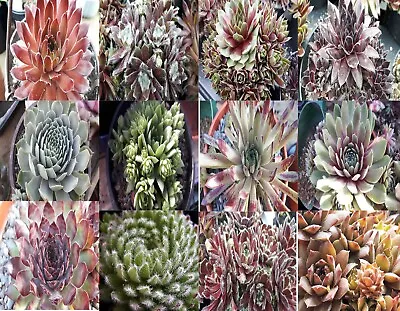 £6 • Buy Sempervivum Lucky Dip Mix Of 5 Different Plants. Each Potted And Named. Organic