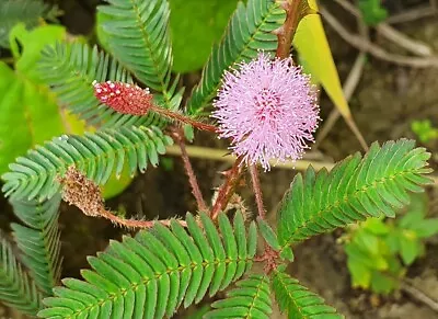 DRIED MIMOSA PUDICA / SENSITIVE PLANT Herbal Organic 100% Natural Quality 3.52oz • $13.99