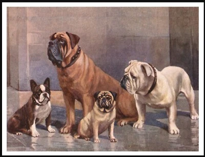 £4.99 • Buy French & English Bulldog Mastiff And Pug Vintage Style Dog Art Print Poster