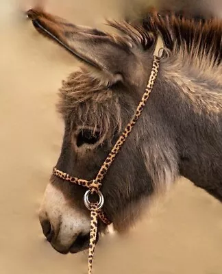 Halter All SMALL Miniature Donkey Mule Adjustable Slip Horse Lead PATTERN USA • $23.95