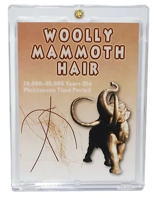 Woolly Mammoth Genuine Hair W/ COA For Fossil Collectors • $39.99