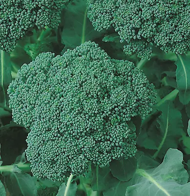 BROCCOLI Green Sprouting CALABRESE 100+seeds Broccolini Style Spring Summer Vege • $3.99