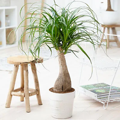 Pony Tail Palm Large Indoor House Plant Real Evergreen Nolina Tall Home Plants • £19.99