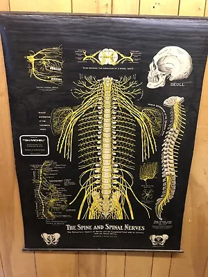 Vintage Dr G H Michel Cleveland 1959 Spinal Nerve Chiropractic Chart • $549.99