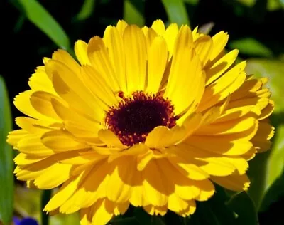 Calendula Officinalis Pacific Beauty Lemon 3000 Seeds+4  FREE PLANT LABEL • £1.85