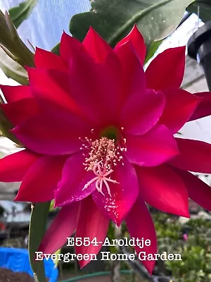 Rooted Epiphyllum Orchid Cactus “Aroldtje” Growing In 4” Starter Pot. • $25
