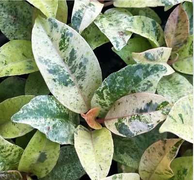 Ficus Shivereana Moonshine Variegated Live Plant Ficus Marble- In 3  Pot • $12.99