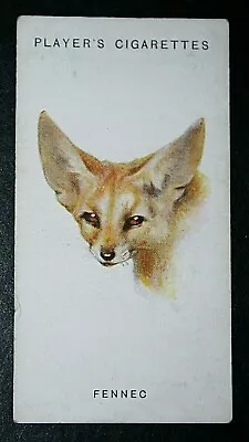 £3.99 • Buy FENNEC FOX      Original 1930's Vintage Wildlife Card  KB19