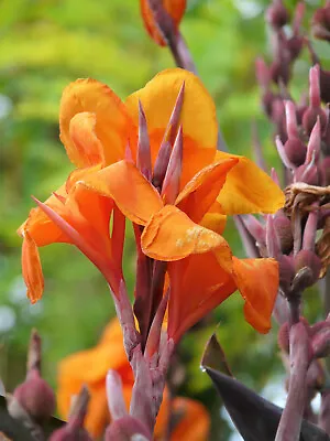 5 ORANGE CANNA LILY Indian Shot Arrowroot Canna Indica Flower Seeds *Flat S/H • £2.41