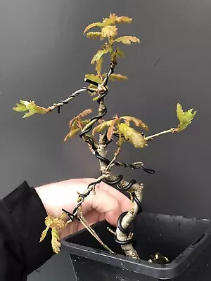 Shohin Oak Bonsai Tree • £30