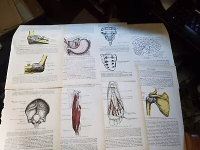 Lot Of 8 Medical Anatomy Prints Vintage Antique 1930s Lot 11 • $10