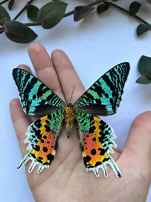 Urania Ripheus Madagascar Sunset Moth SUSTAINABLY SOURCED Unmounted • $13.99