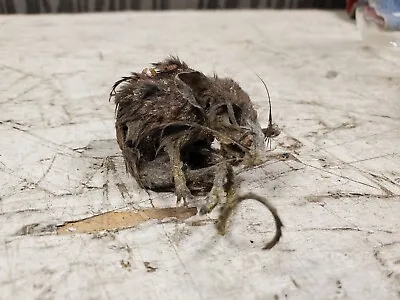 Nature Found Petrified Mummified Field Mouse In Glass Jar Occult Weird Bizzare • $40