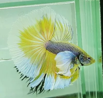 Live Betta Fish High Quality Halfmoon HM Male Yellow Pineapple Dumbo Big Ears • $25