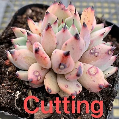 Succulent CUTTING - Echeveria Red Absinthe • $6