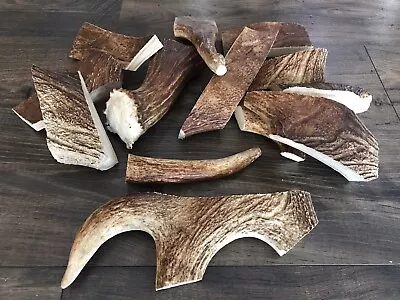 1 Pound Of Northern Maine Moose Antler Dog Chews! Organic! Treats! Medium/Large • $29