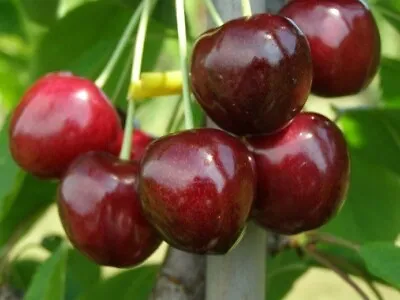 £6.50 • Buy Sweet Fruit Tree ! Cherry   Costa Bond  Garden Farm Allotment