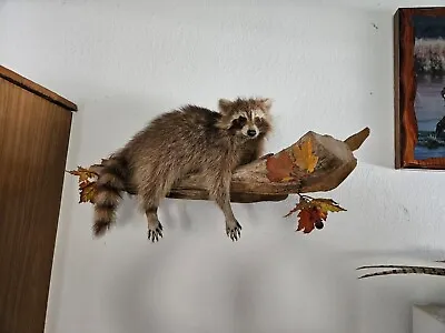 Custom Raccoon Taxidermy Mount Deer Horn Hide Cape Antler Bobcat Coyote Fox • $549