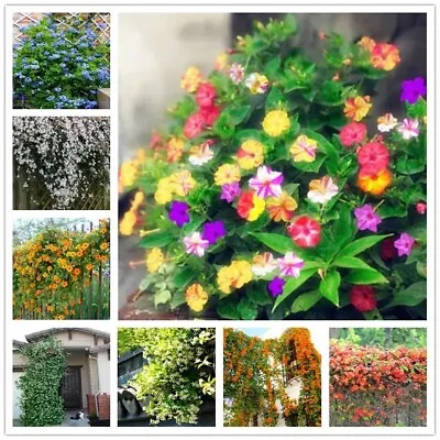 25pc JASMINE SEEDS Garden Vine Plant Flower Rare Exotic USA Seller FREE Shipping • $8.75