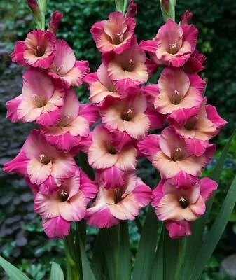 Gladiolus~ted's Trump~12/14cm Flower Bulbs~sword Lily Plants Grow Up To 50  Tall • $1.49