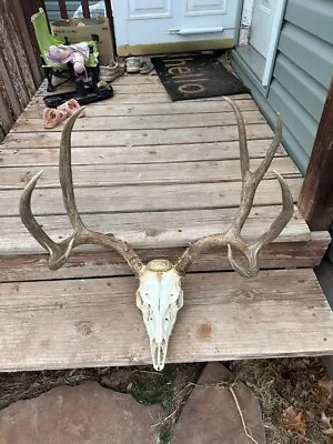 Mule Deer European Mount Anlers Cabin Decor • $200