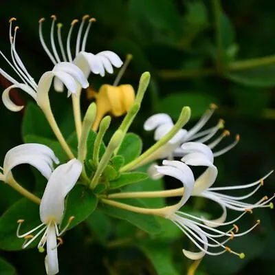 100 Japanese Honeysuckle Seeds Lonicera Japonica • £2.99