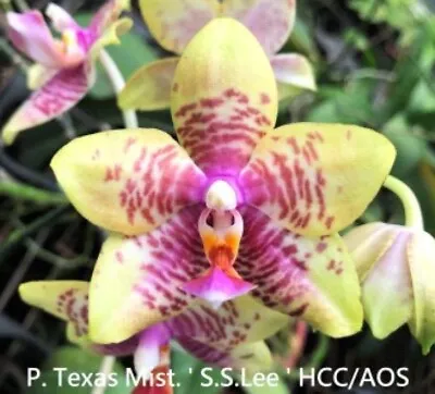 $25 • Buy Orchid - Phal Texas Mist Seedling