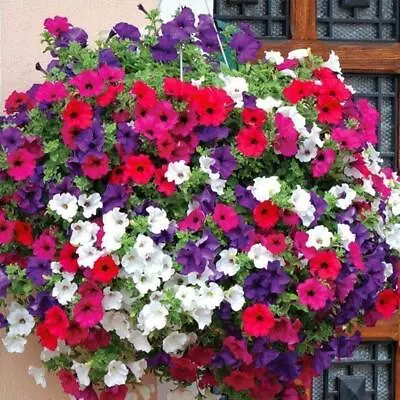 Petunia Balcony Mixed Seeds - 750 Seeds - Grow Your Own Flowers Baskets  • £2.49