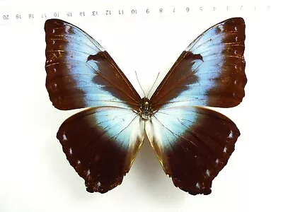 Entomology Butterfly: Morpho Cisseis Cisseis Male Obidos Brasil • $21.50