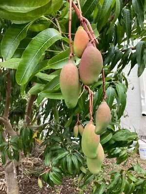 VALENCIA PRIDE Grafted MANGO Tree 3Gal Pot Ready To Fruit Ship UPS Overnight • $139