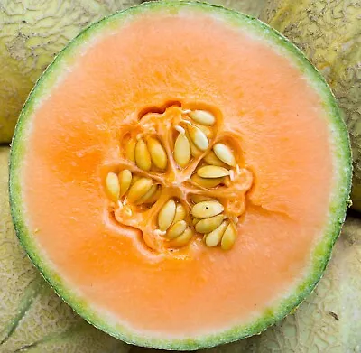Honeydew Melon Seeds - Heirloom Non-GMO Free Shipping Orange Flesh Variety • $160