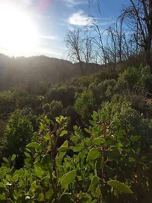 1 Oz Manzanita Tree Seeds Wild Harvested • $95