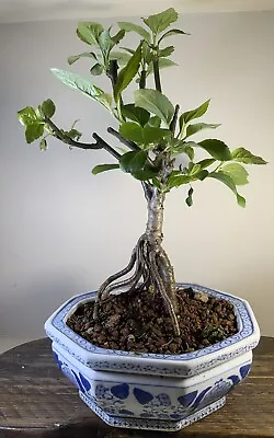 Bonsai Tree Crab Apple Malus Sylvestris EXPOSED ROOTS 15 Years Old • £110