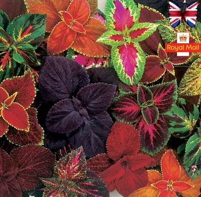 Coleus 50 Seeds Mix Colour Foliage Bedding Pots Garden • £1.59