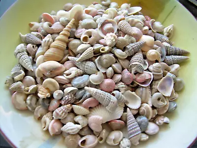 1000+ Mixed Small Natural Sea Shells Crafts Aquarium DECOR Lot FREE Ship • $12.97